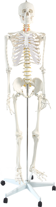 Human Skeleton Anatomical Model 180cm