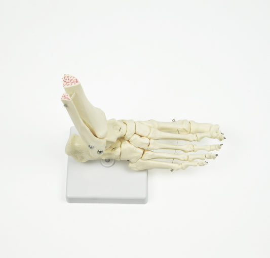 Life Size Foot Joint Anatomical Model Skeleton